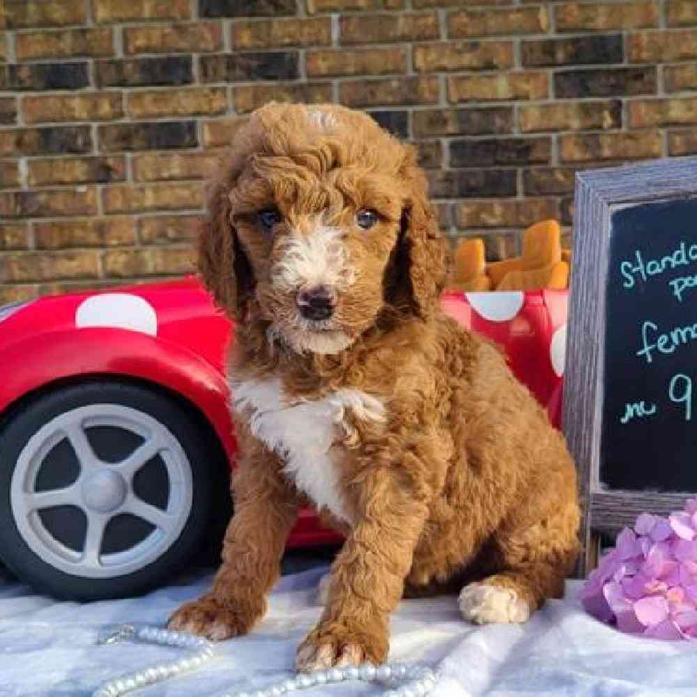 Female Standard Poodle Puppy for sale