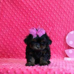 Shipoo