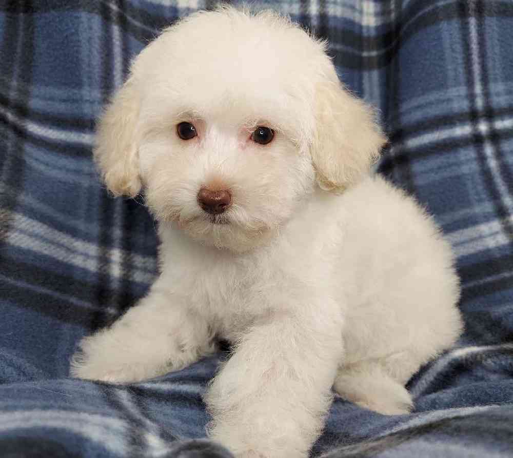 Female Poodle Toy Puppy for sale