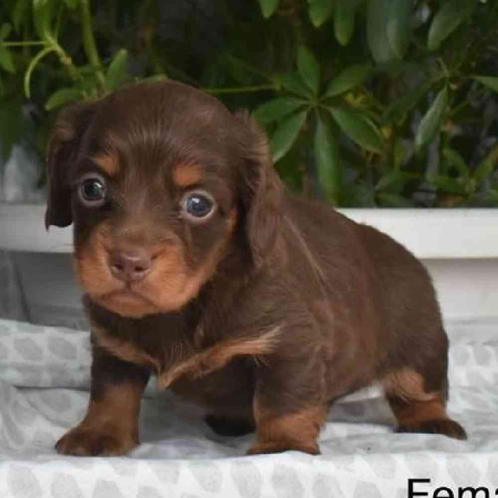 Female Dachshund Puppy for Sale in Virginia Beach, VA