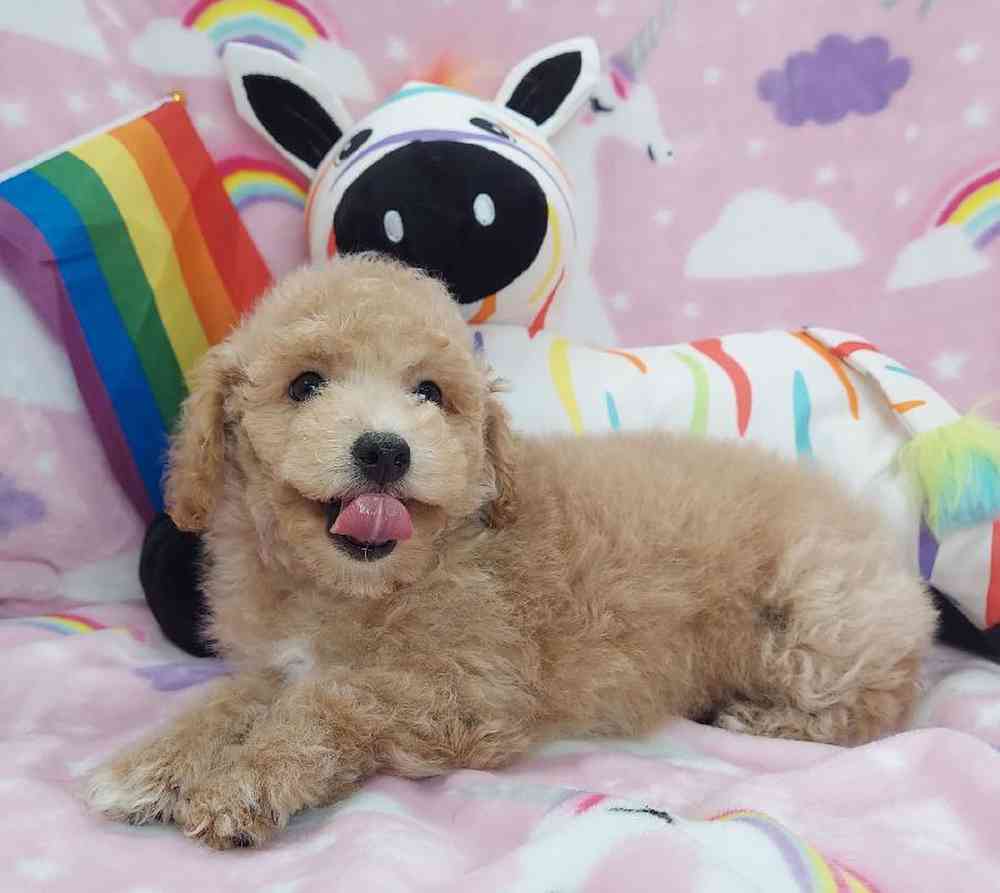 Female Mini Poodle Puppy for sale