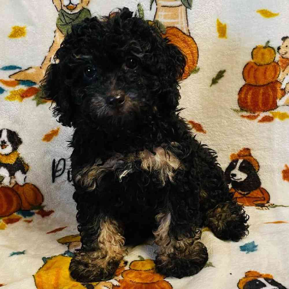 Female Teddypoo Puppy for sale