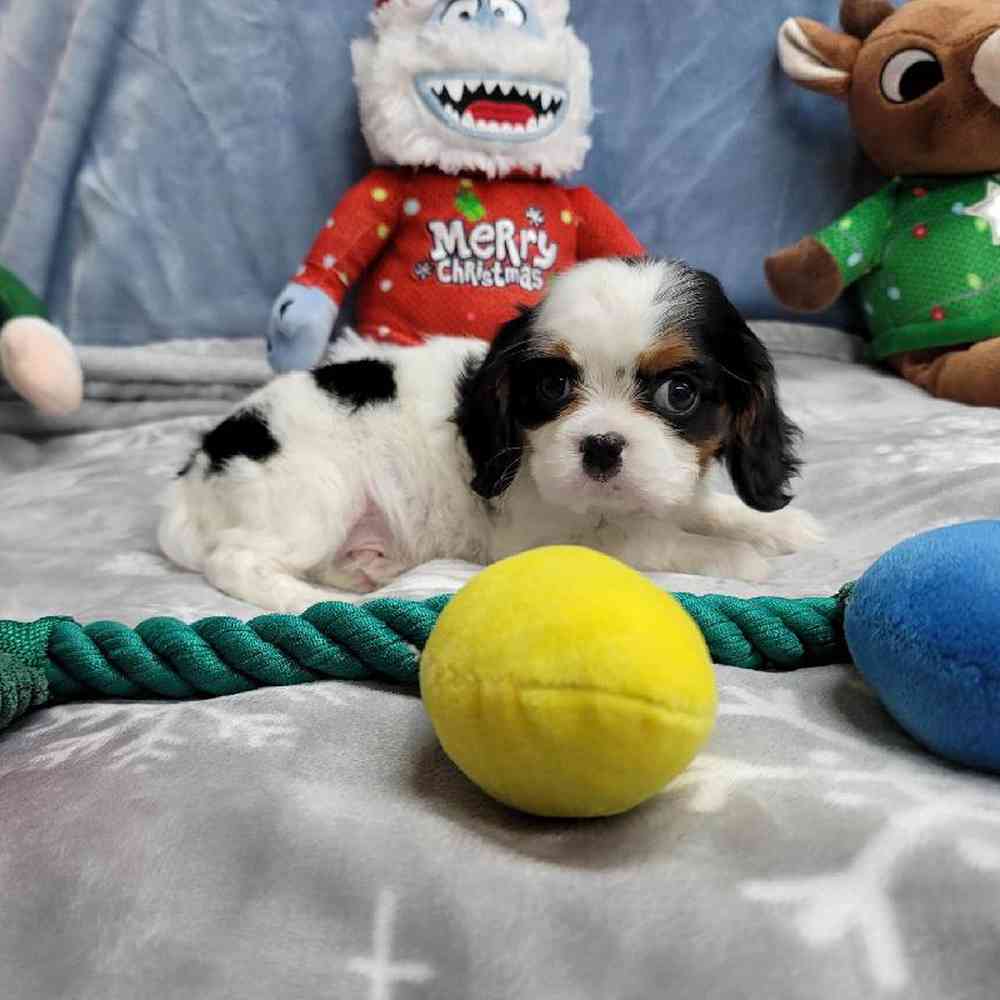Male Cavalier King Charles Spaniel Puppy for Sale in Virginia Beach, VA