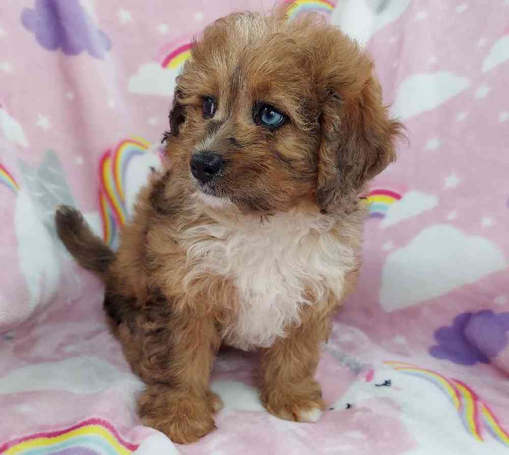 Female Mini Bernadoodle Puppy for sale