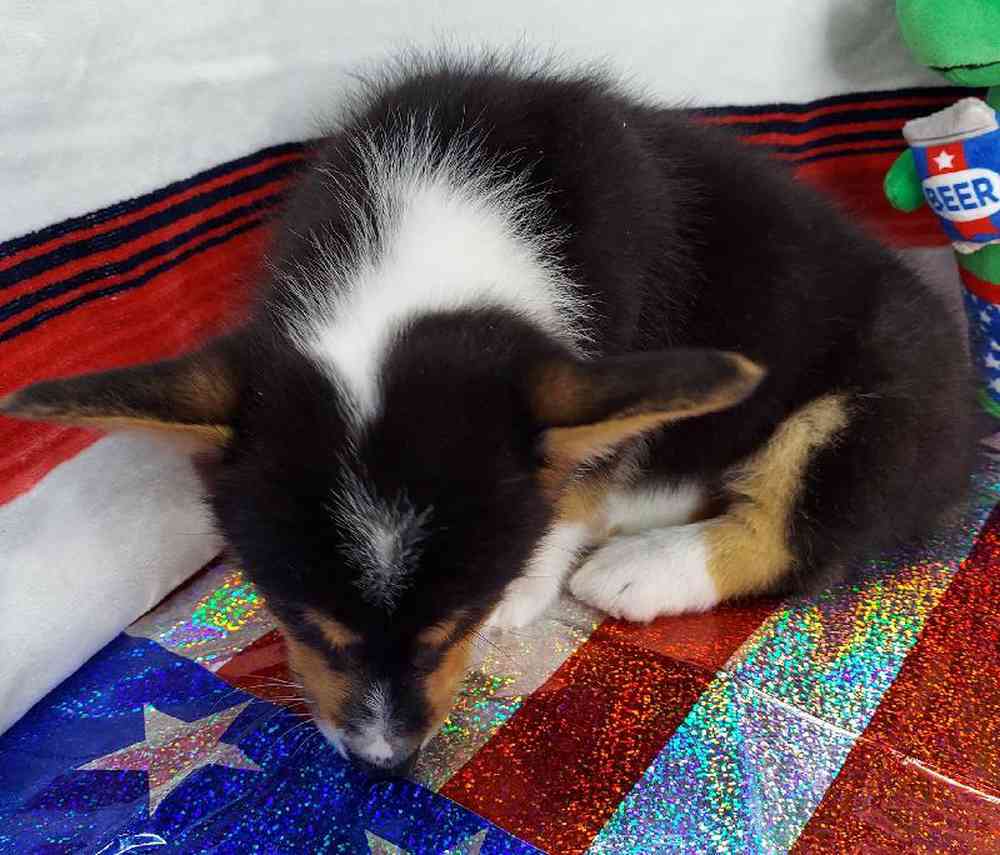 Male Pembroke Welsh Corgi Puppy for sale