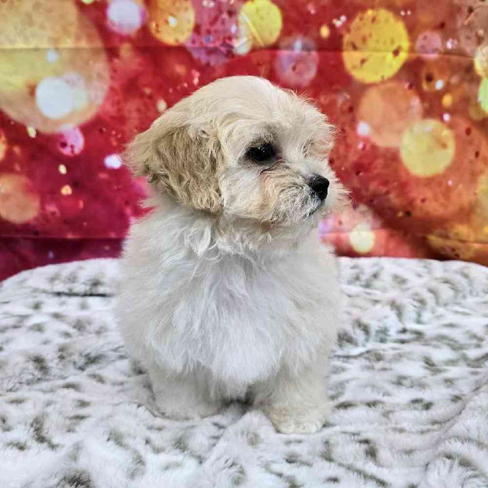 Female Shipoo Puppy for Sale in Virginia Beach, VA