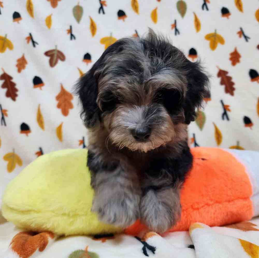 Male Teddypoo Puppy for sale