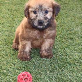 Soft Coated Wheaten Terrier