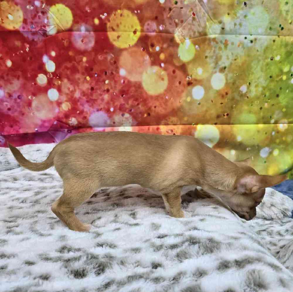 Female Chihuahua Puppy for Sale in Virginia Beach, VA