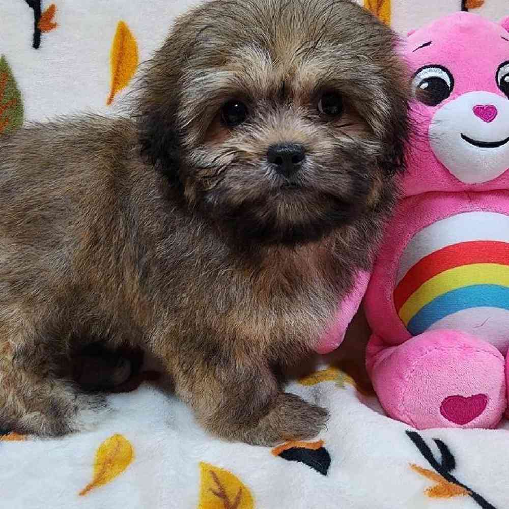 Female Peke-a-poo Puppy for sale