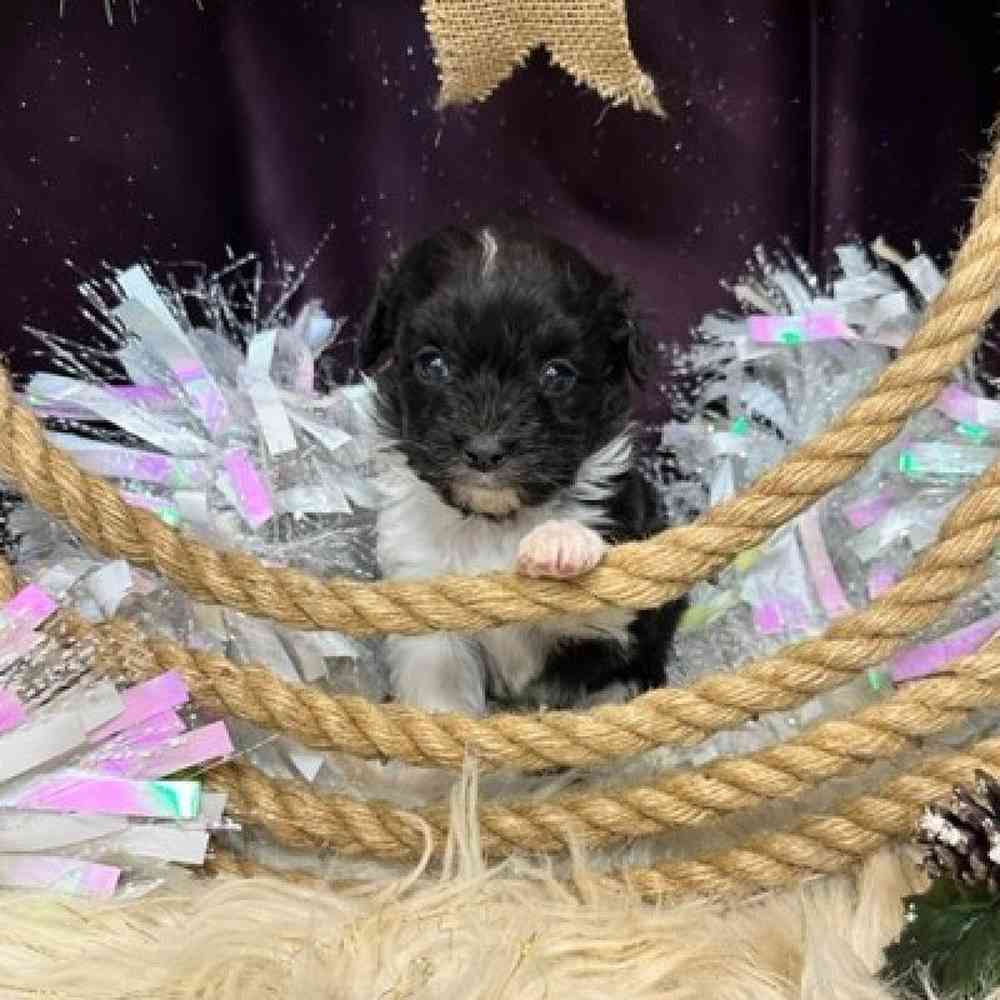 Female Mini Aussiedoodle Puppy for sale