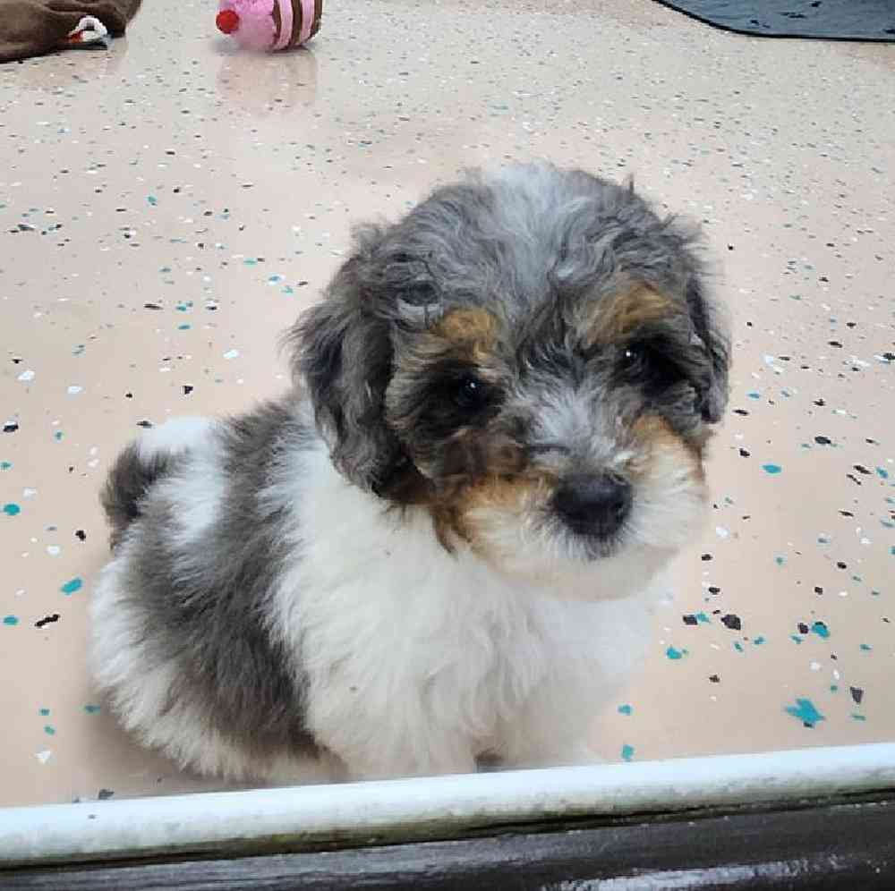 Male Teddy Bear Puppy for Sale in Virginia Beach, VA