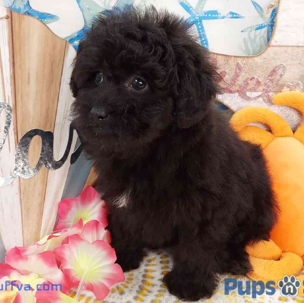 Female Peke-a-poo Puppy for sale