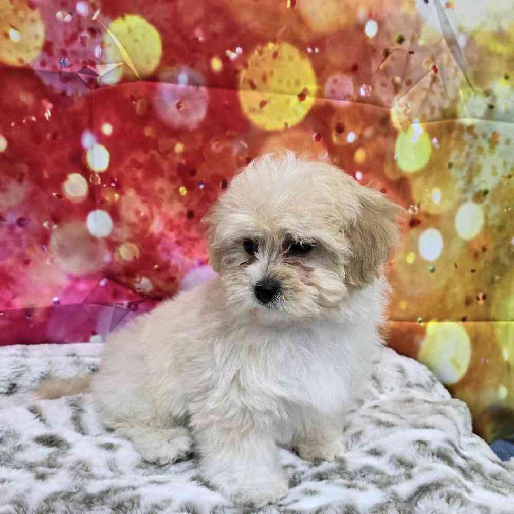 Female Shipoo Puppy for Sale in Virginia Beach, VA