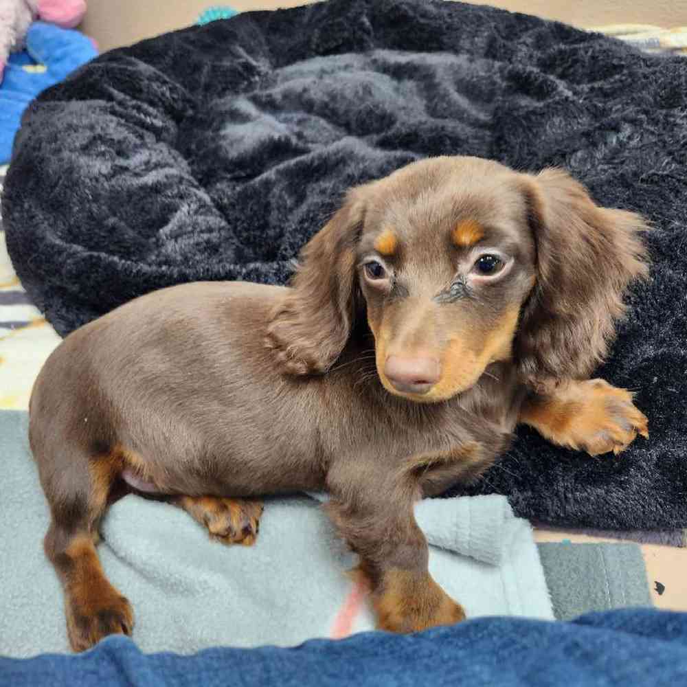 Female Dachshund Puppy for Sale in Virginia Beach, VA