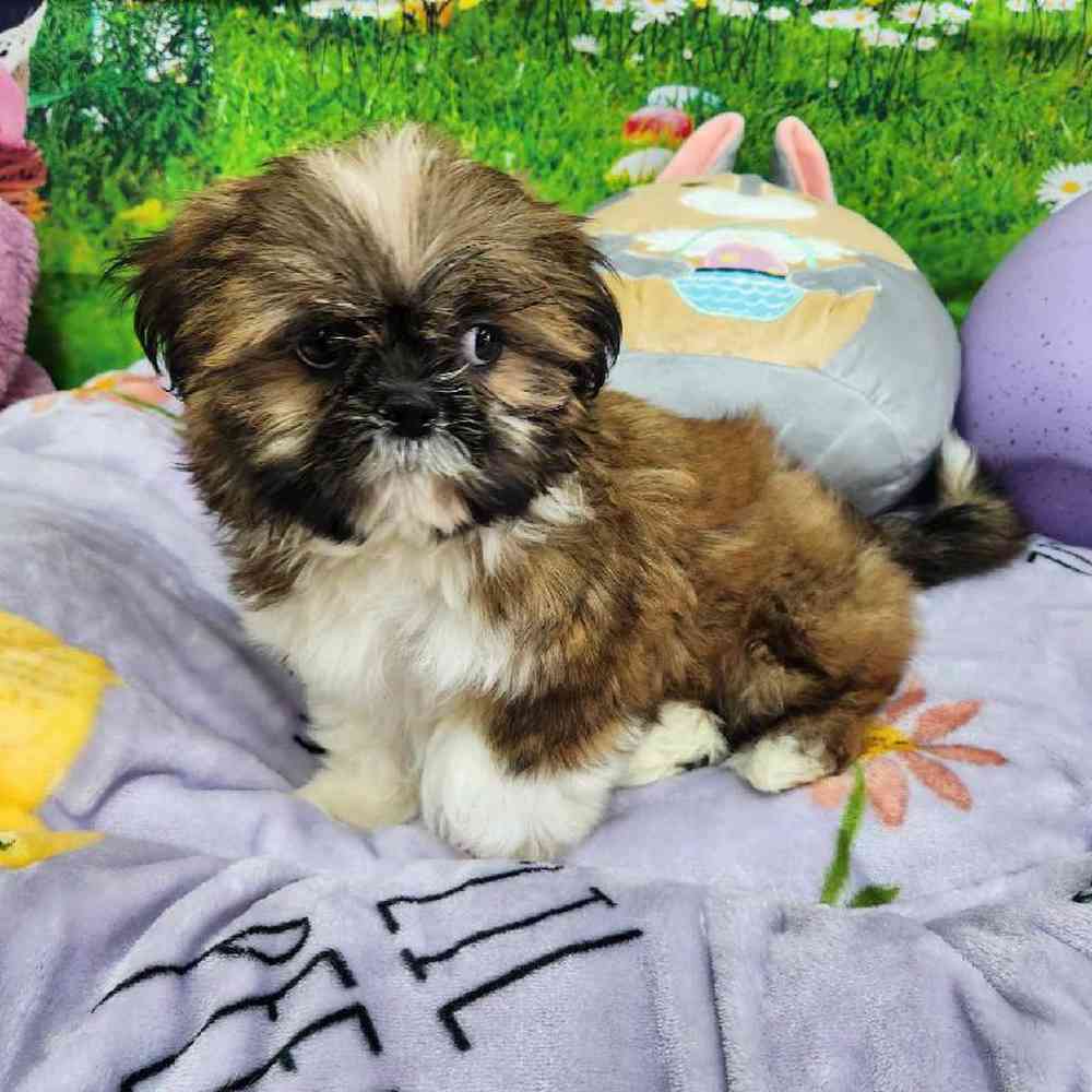Male Shih Tzu Puppy for Sale in Virginia Beach, VA