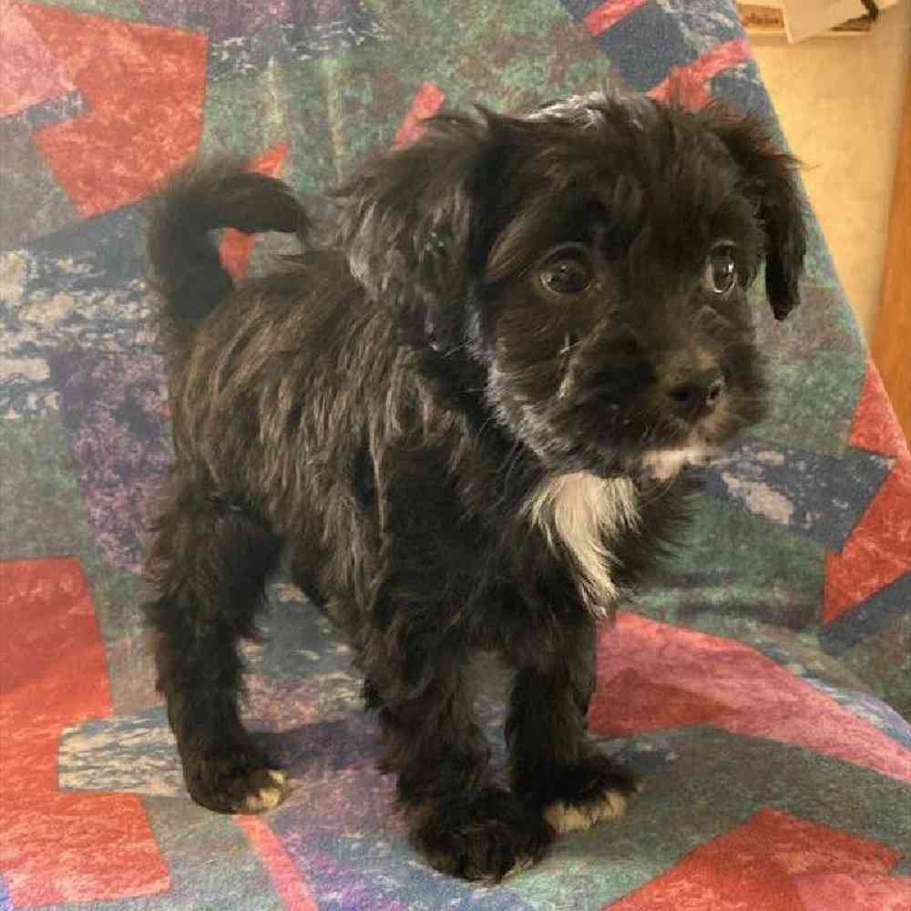 Female Papipoo Puppy for sale