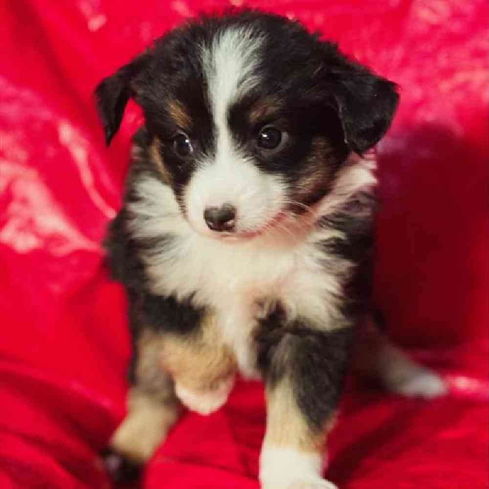 Female Mini Aussie Puppy for Sale in Virginia Beach, VA