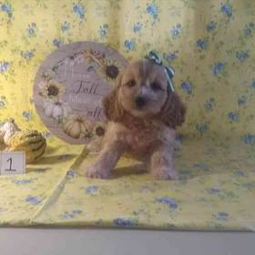 Cockapoo