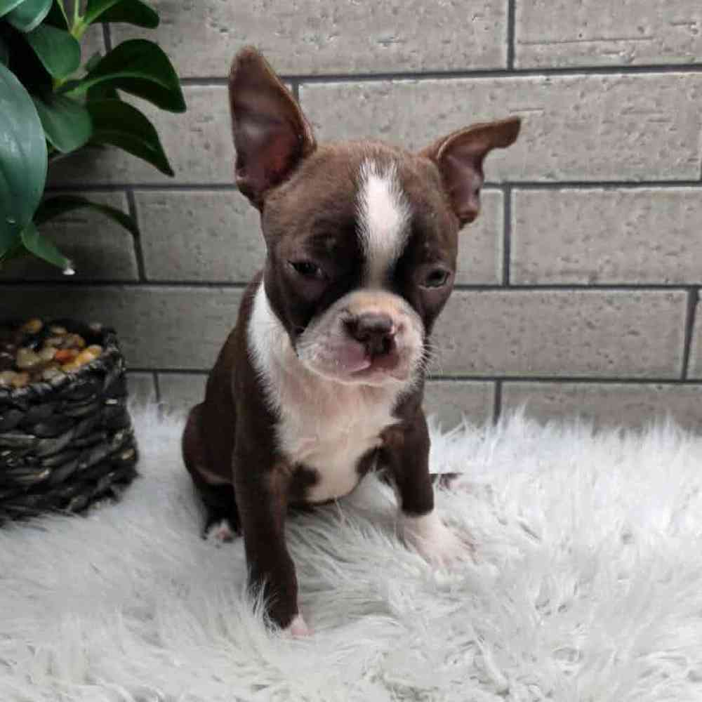 Image of a pet breed in the gallery