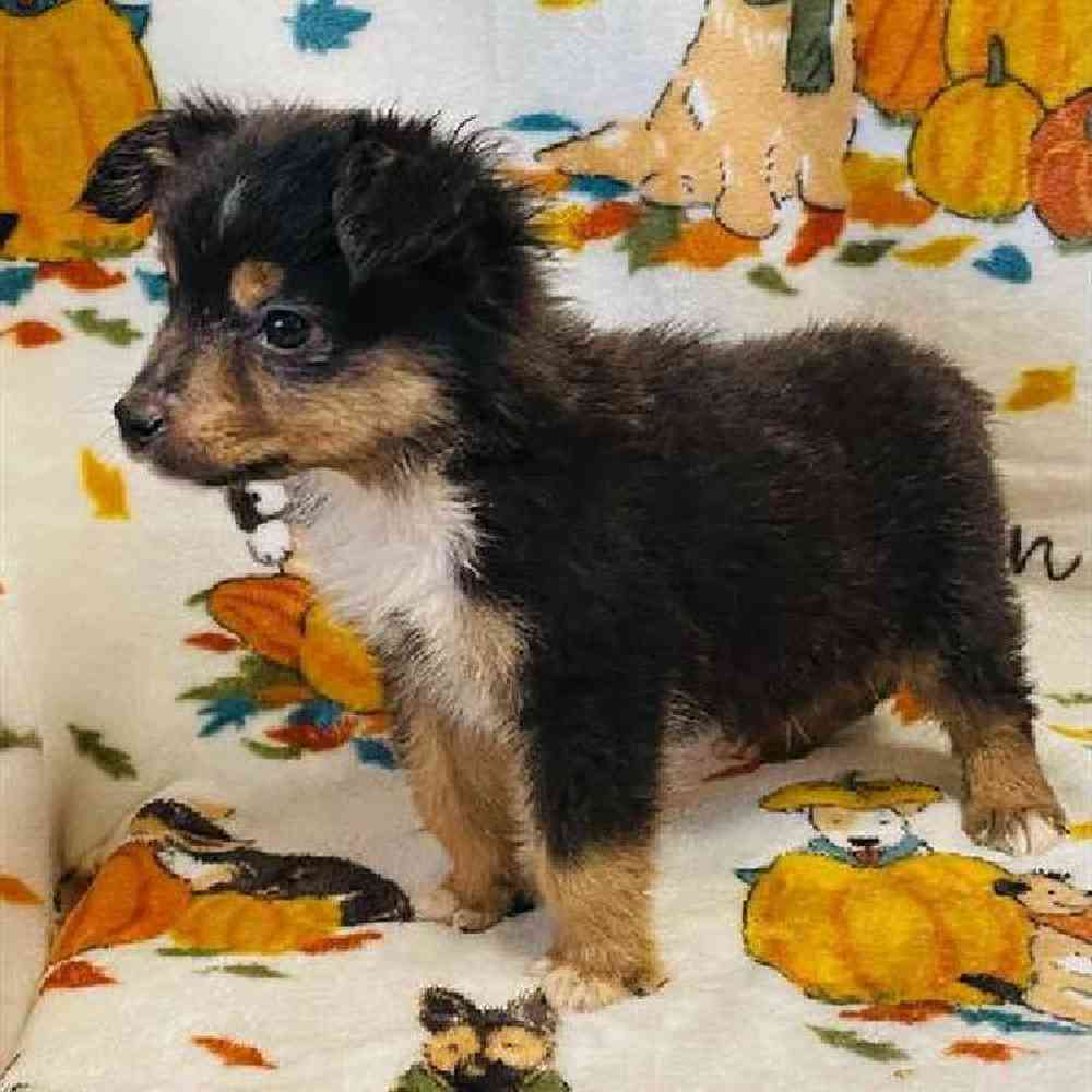 Male Mini Aussie Puppy for Sale in Hampton, VA