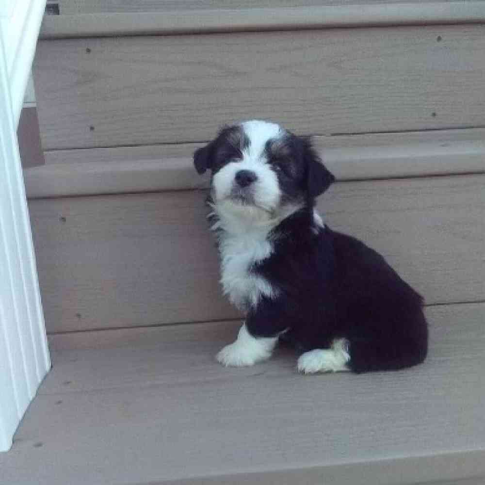 Male Maltese/Mini Aussie Puppy for sale