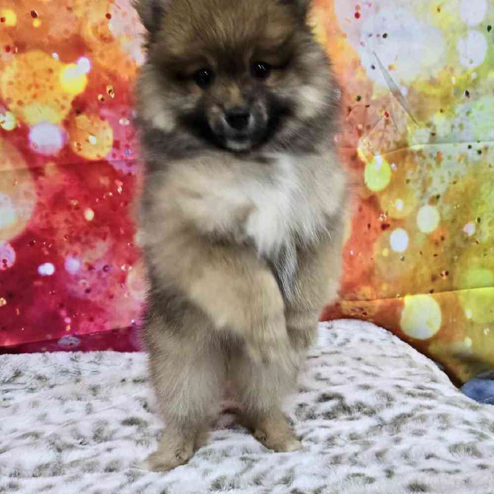 Male Pomeranian Puppy for Sale in Virginia Beach, VA