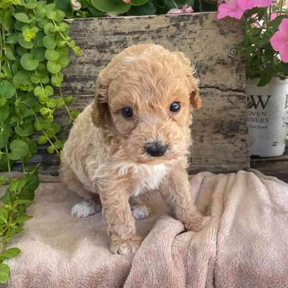 Male Bichonpoo Puppy for sale