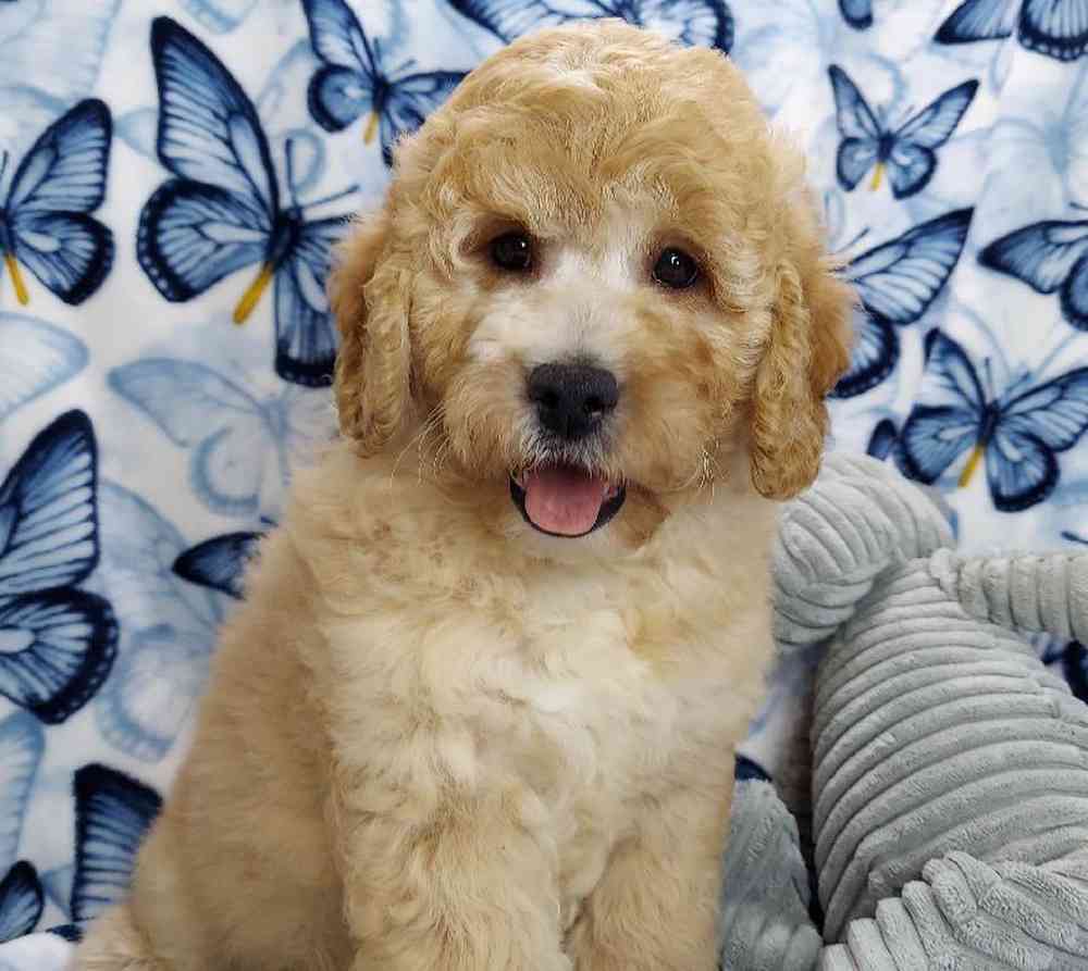 Female Mini Goldendoodle Puppy for sale