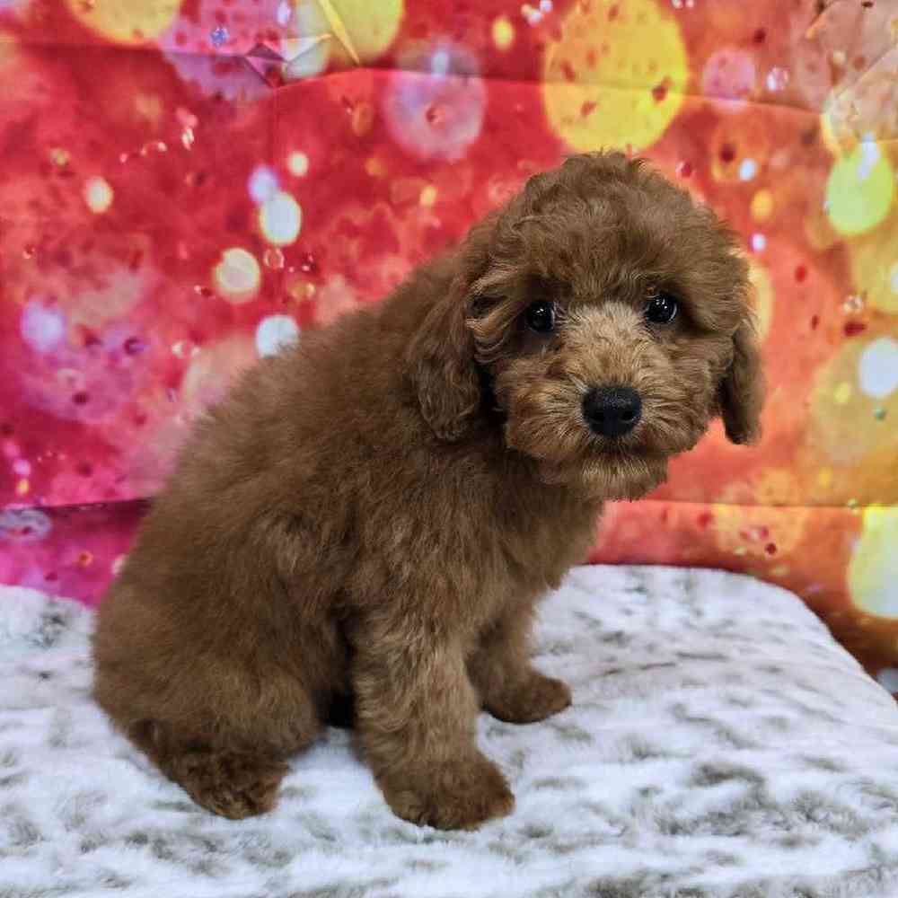 Male Mini Poodle Puppy for Sale in Virginia Beach, VA