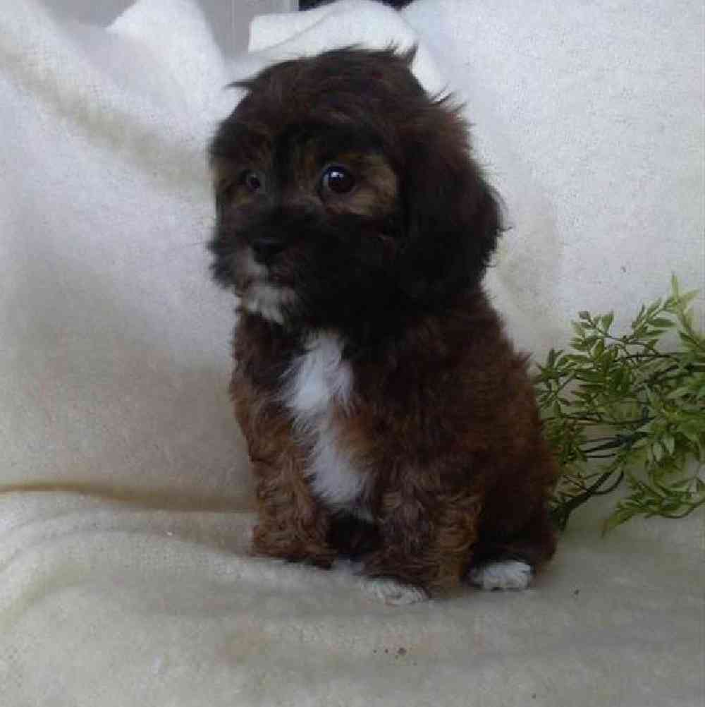 Male Shipoo Puppy for Sale in Virginia Beach, VA
