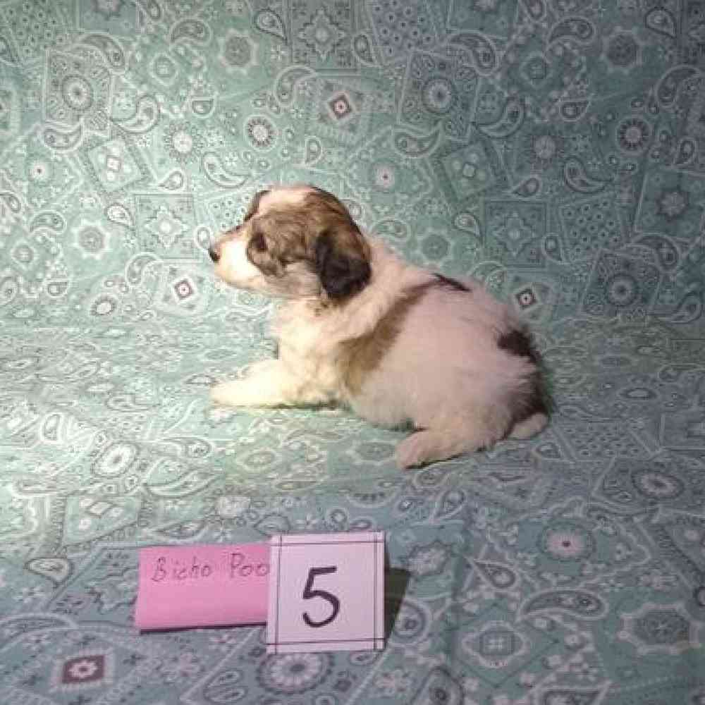 Female Bichonpoo Puppy for Sale in Virginia Beach, VA