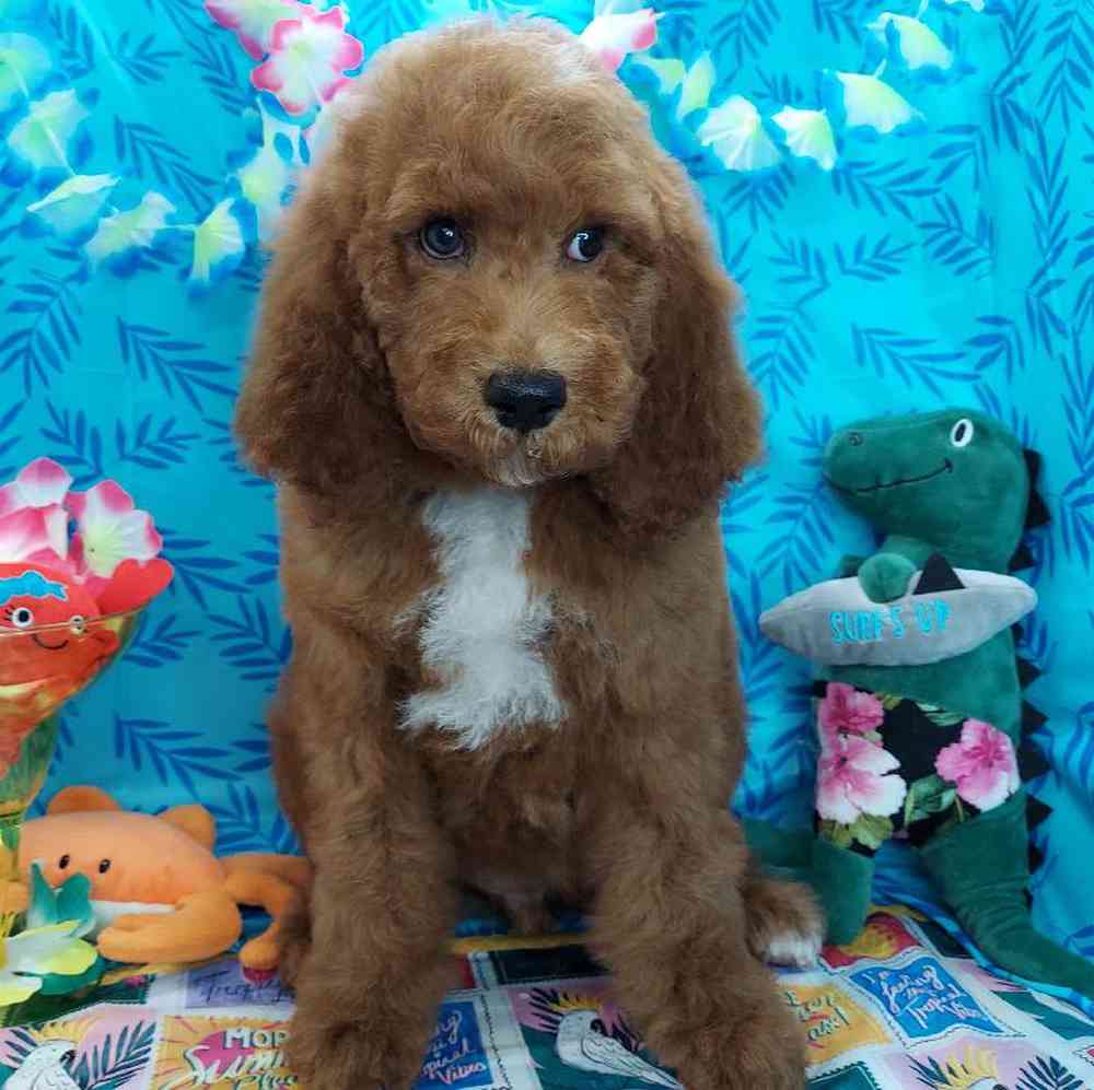 Male Standard Poodle Puppy for sale