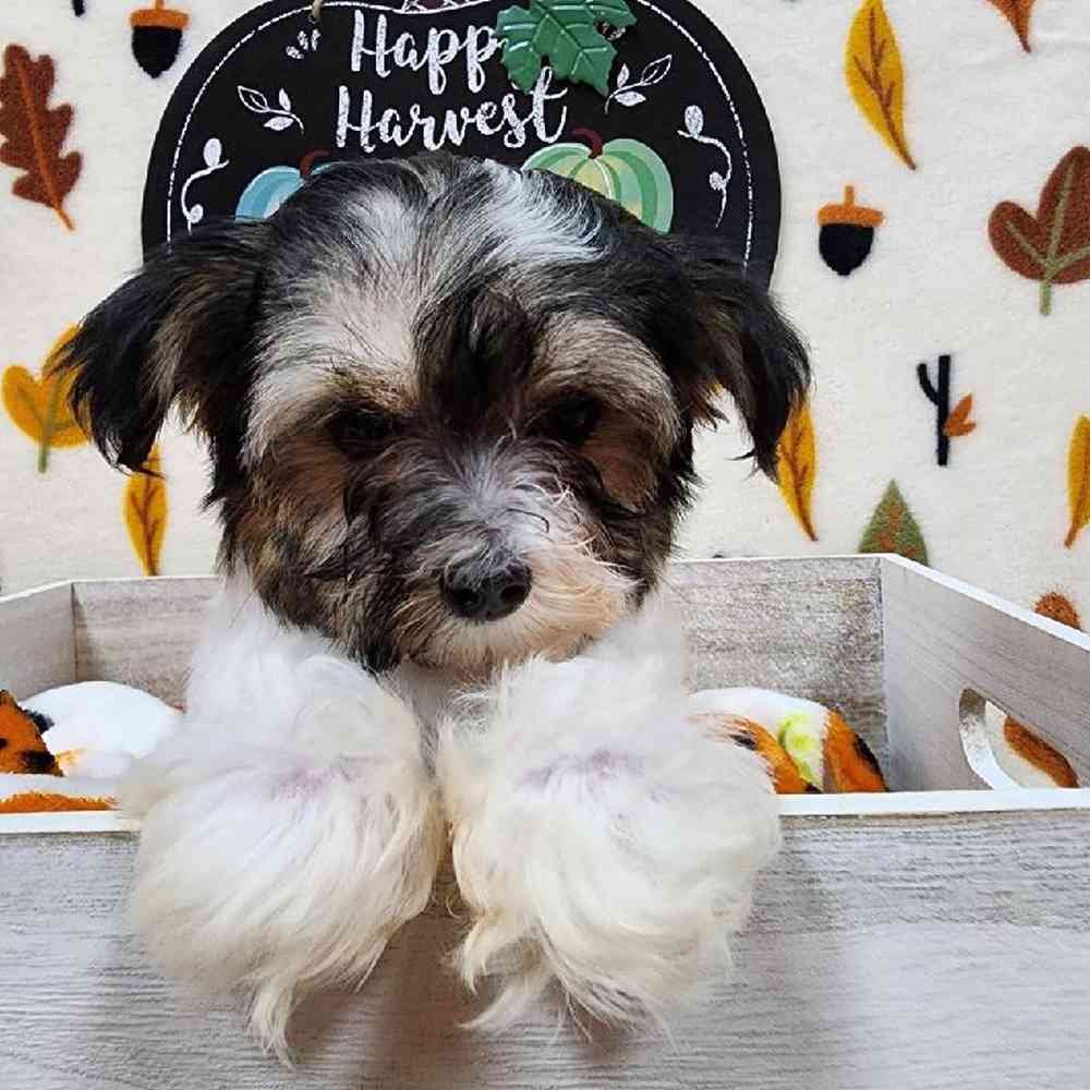 Male Morkie Puppy for sale