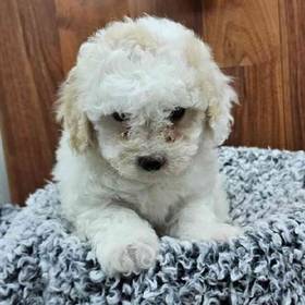 Bichonpoo