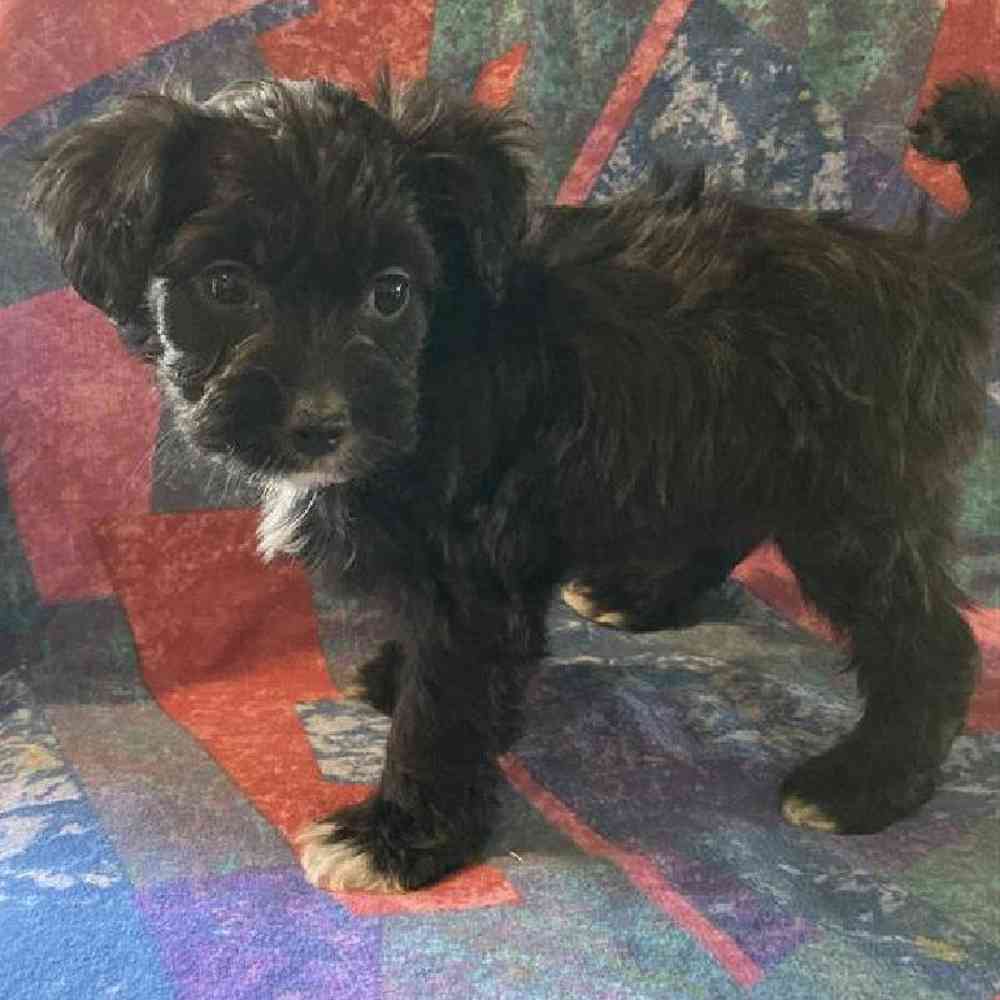 Female Papipoo Puppy for sale
