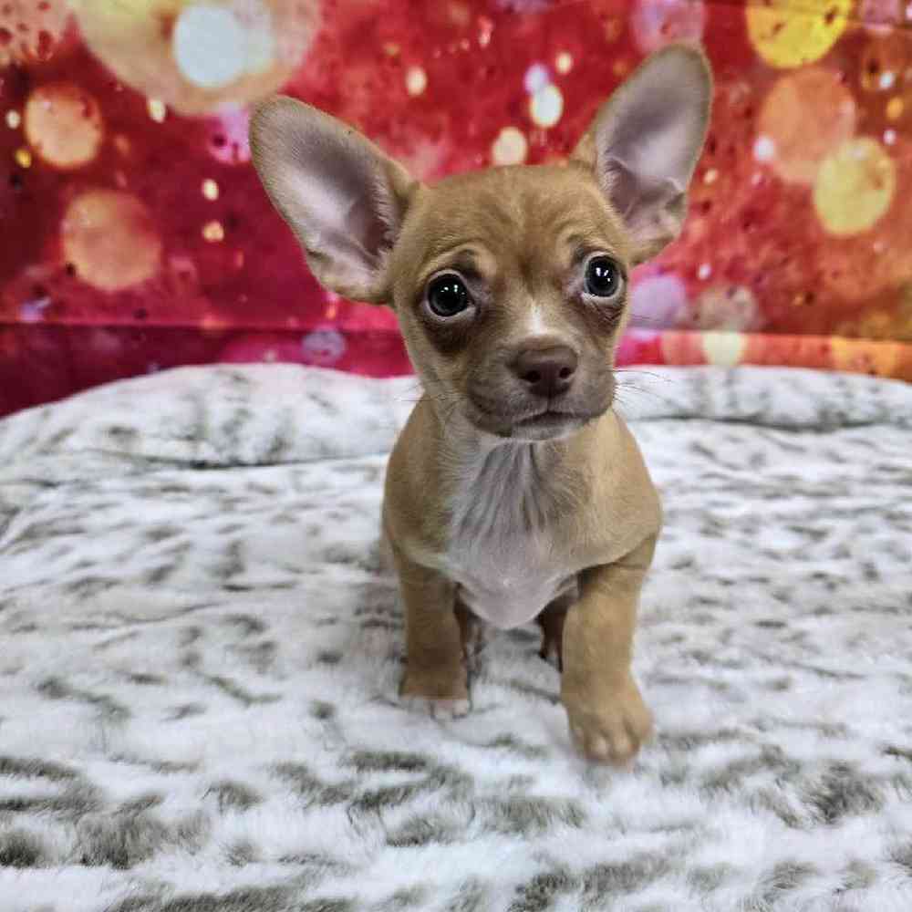 Female Chihuahua Puppy for Sale in Virginia Beach, VA