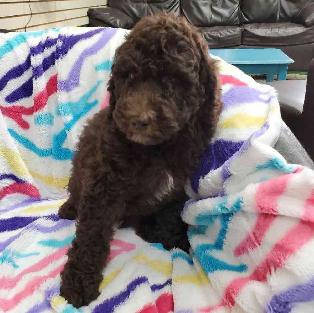 Male Standard Poodle Puppy for Sale in Virginia Beach, VA