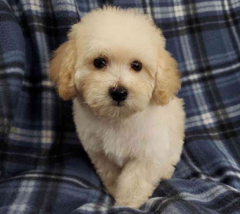 Male Poodle Toy Puppy for sale