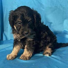 Mini Bernadoodle