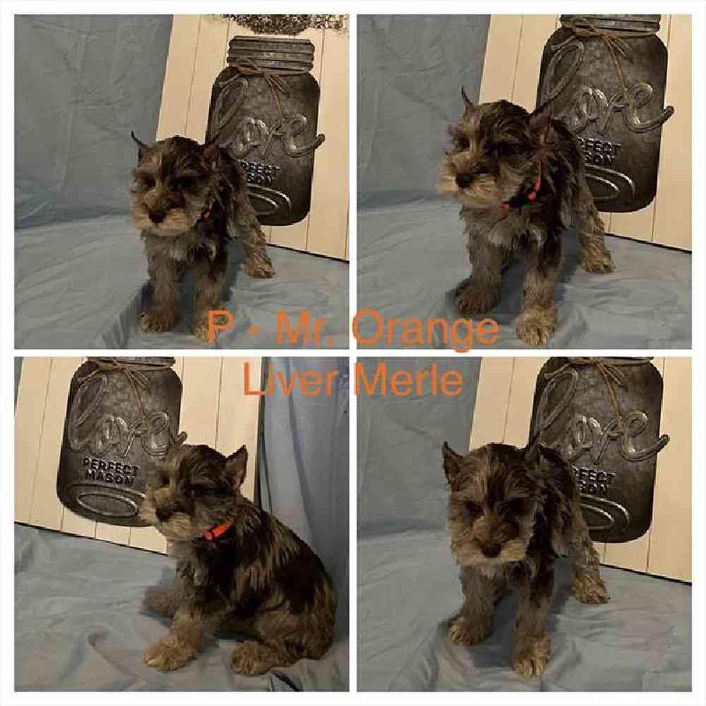 Male Mini Schnauzer Puppy for Sale in Virginia Beach, VA