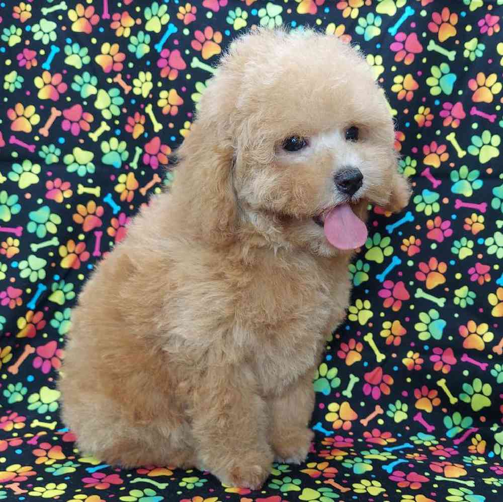 Female Mini Poodle Puppy for sale