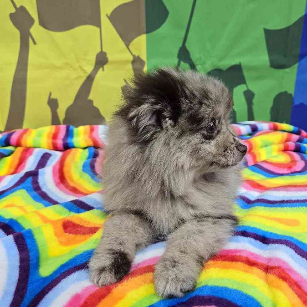 Female Pomsky Puppy for Sale in Virginia Beach, VA