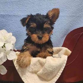 Yorkie
