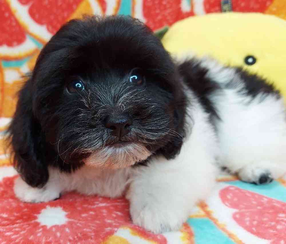 Male Havapoo Puppy for sale