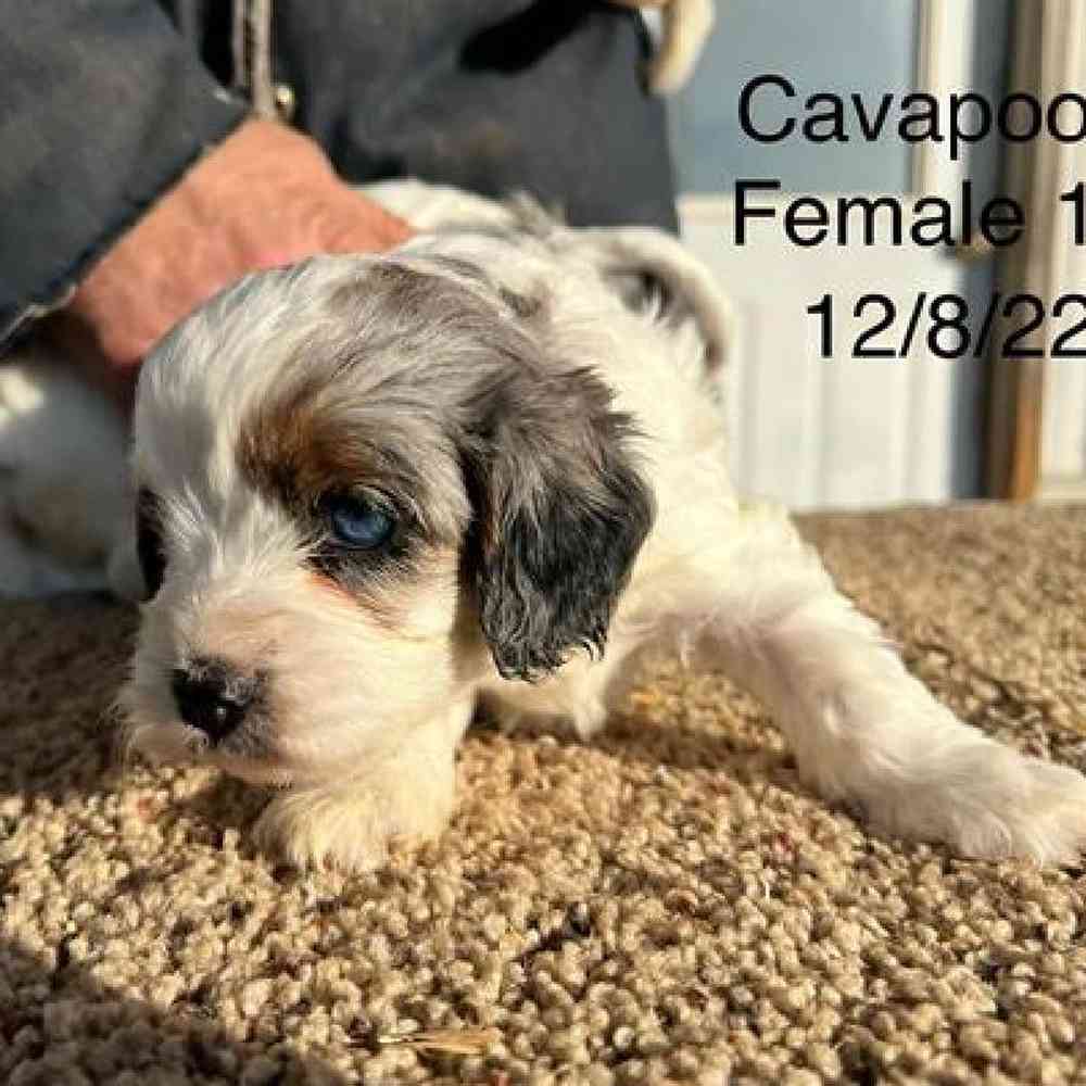 Male Cavapoo Puppy for Sale in Virginia Beach, VA