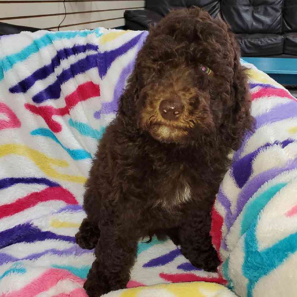 Male Standard Poodle Puppy for Sale in Virginia Beach, VA