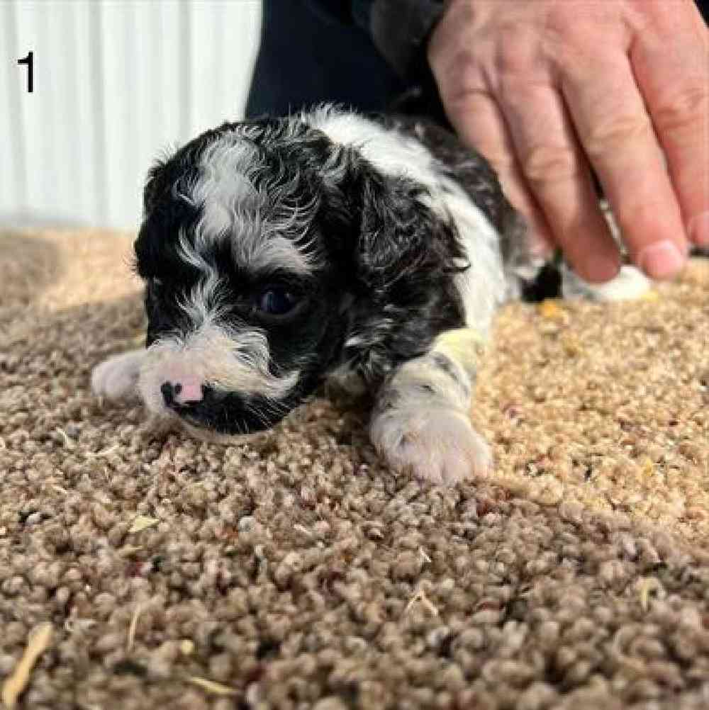 Male Mini Aussiedoodle Puppy for Sale in Virginia Beach, VA