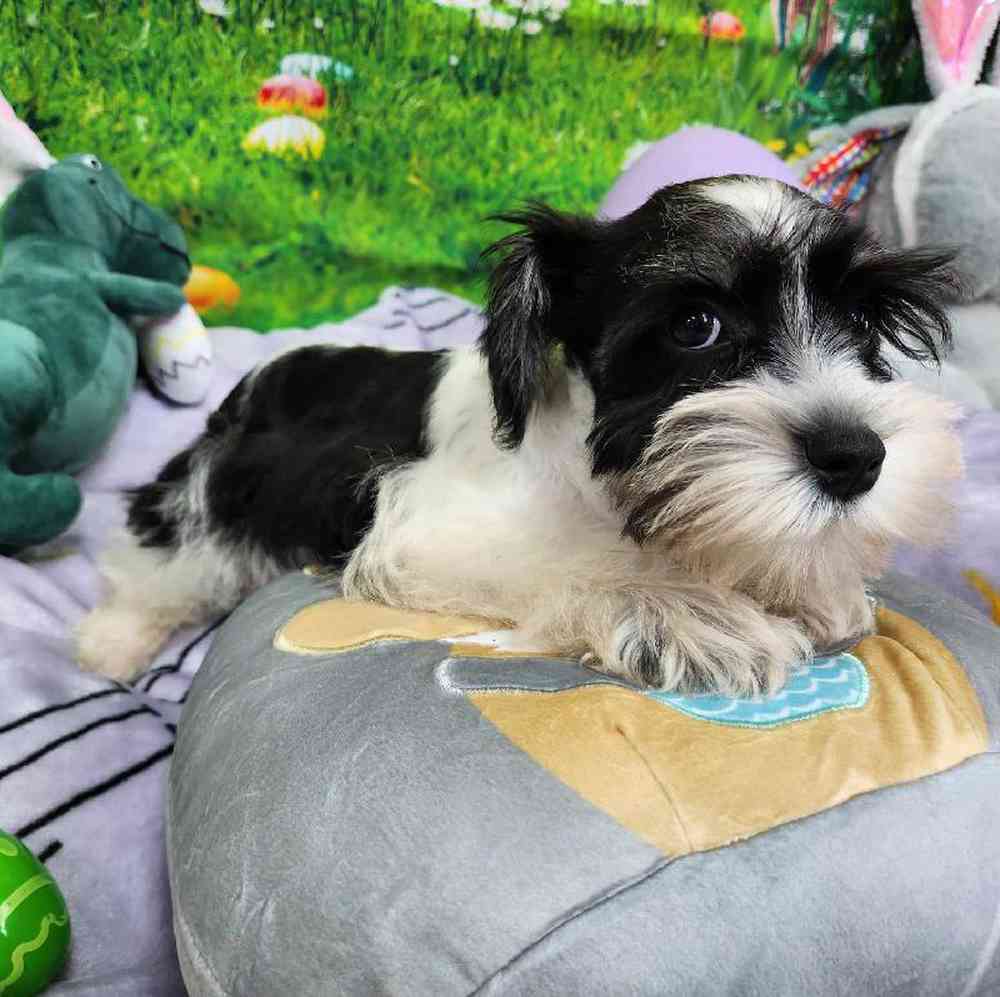 Female Mini Schnauzer Puppy for Sale in Virginia Beach, VA