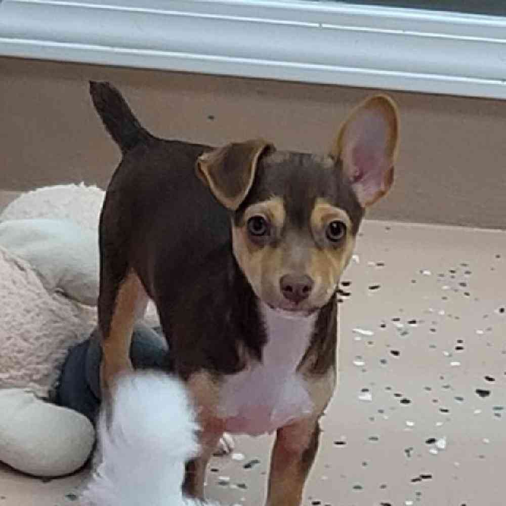 Male Rat-Chi Puppy for Sale in Virginia Beach, VA